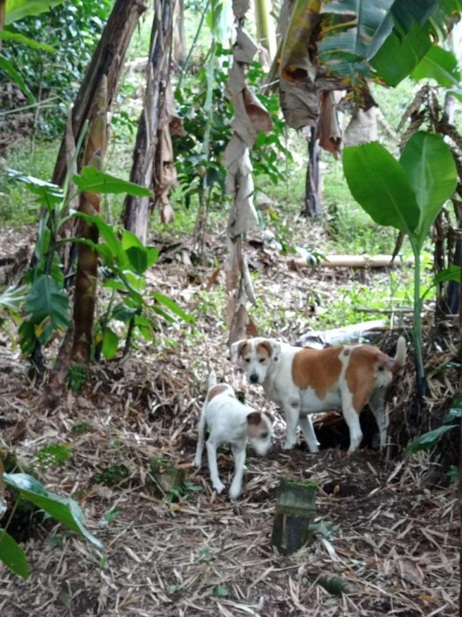 Alojamiento Rural Jardin Consentido Bagian luar foto