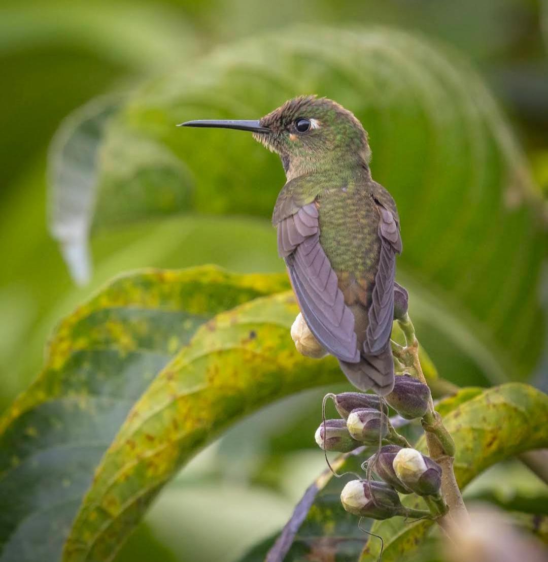 Alojamiento Rural Jardin Consentido Bagian luar foto